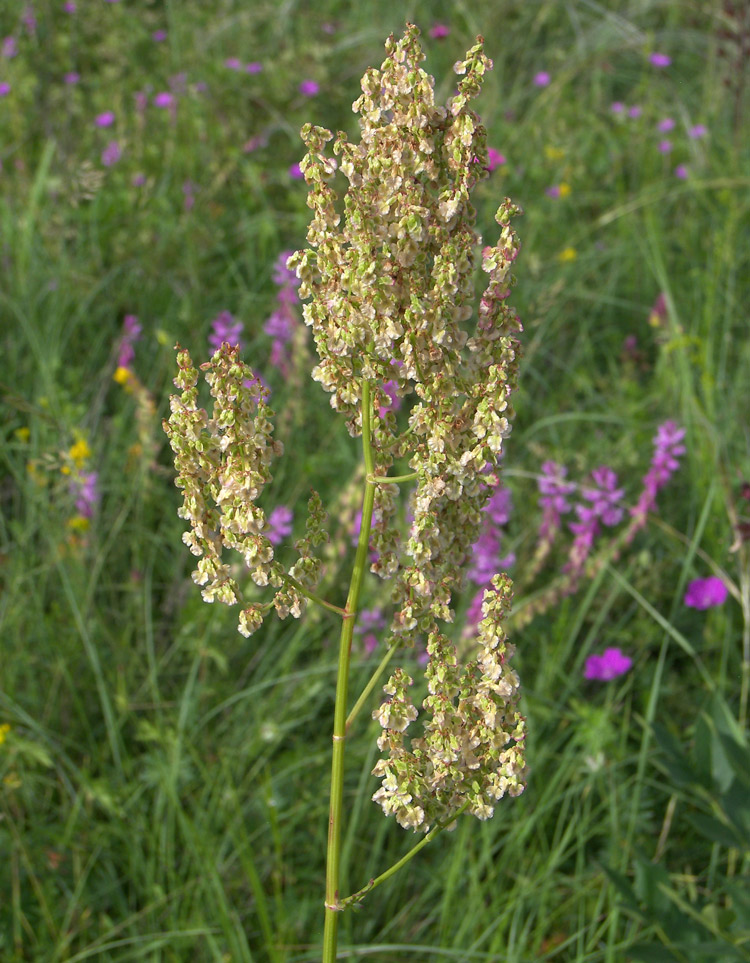 Image of Rumex tuberosus ssp. horizontalis specimen.