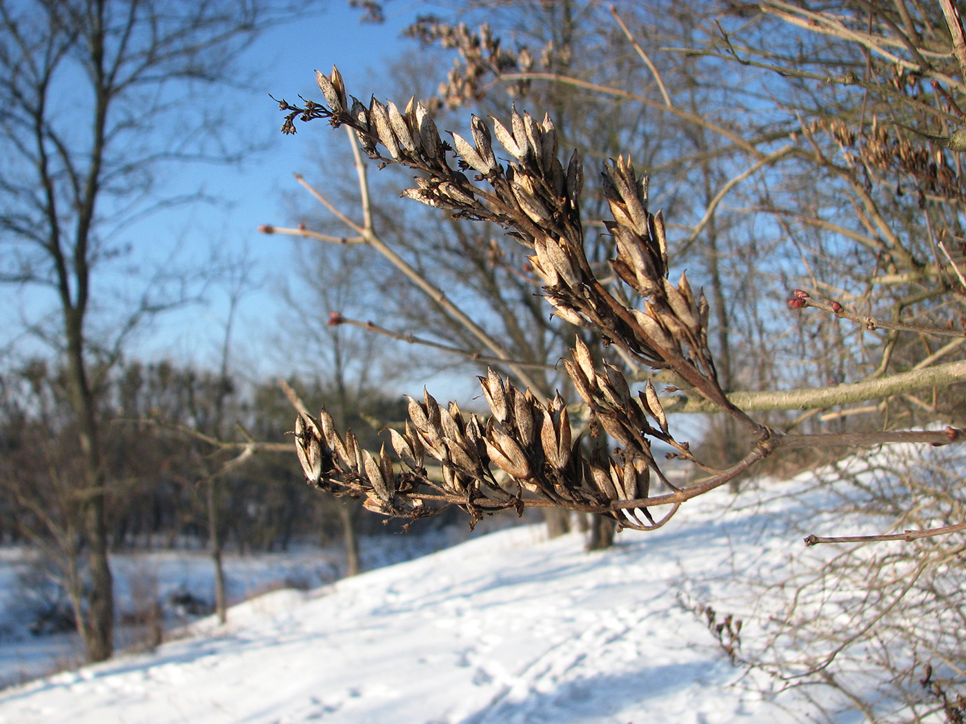 Изображение особи Syringa vulgaris.