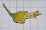Sophora tomentosa
