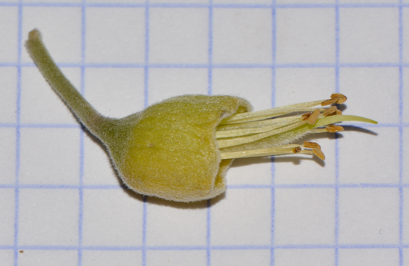 Изображение особи Sophora tomentosa.