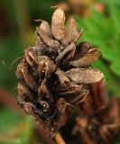 Astragalus marinus