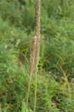 Plantago maxima