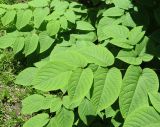 Aralia continentalis