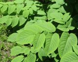 Aralia continentalis. Листья. Приморский край, Уссурийский городской округ, окр. с. Горно-Таёжное, Дендрарий ГТС им. Комарова. 06.07.2016.