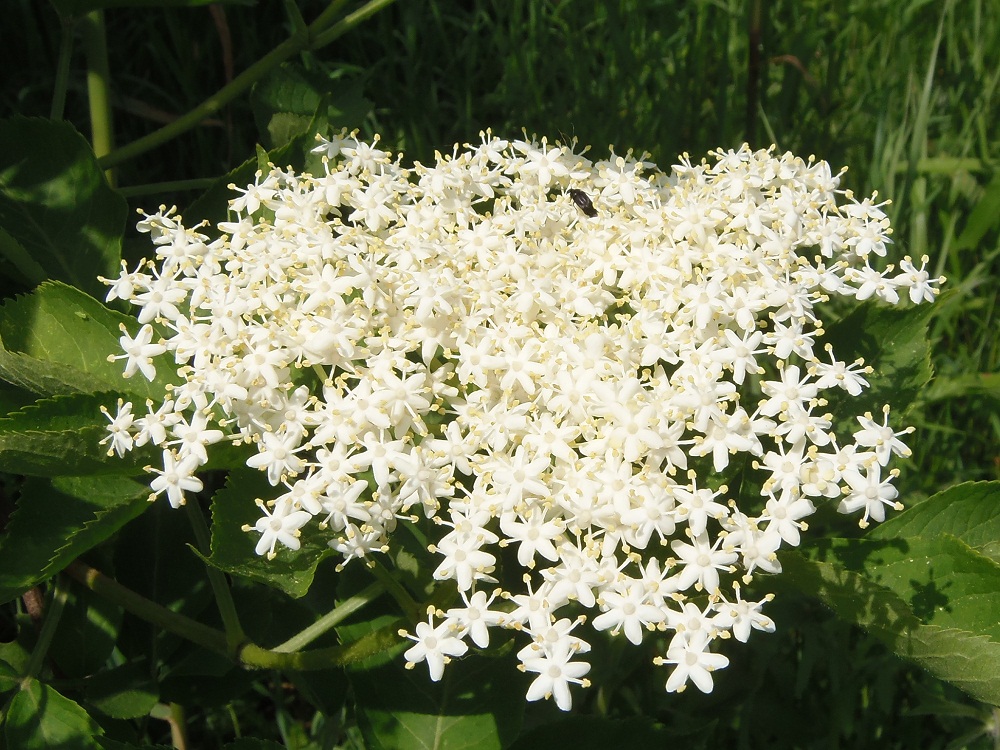 Image of Sambucus nigra specimen.