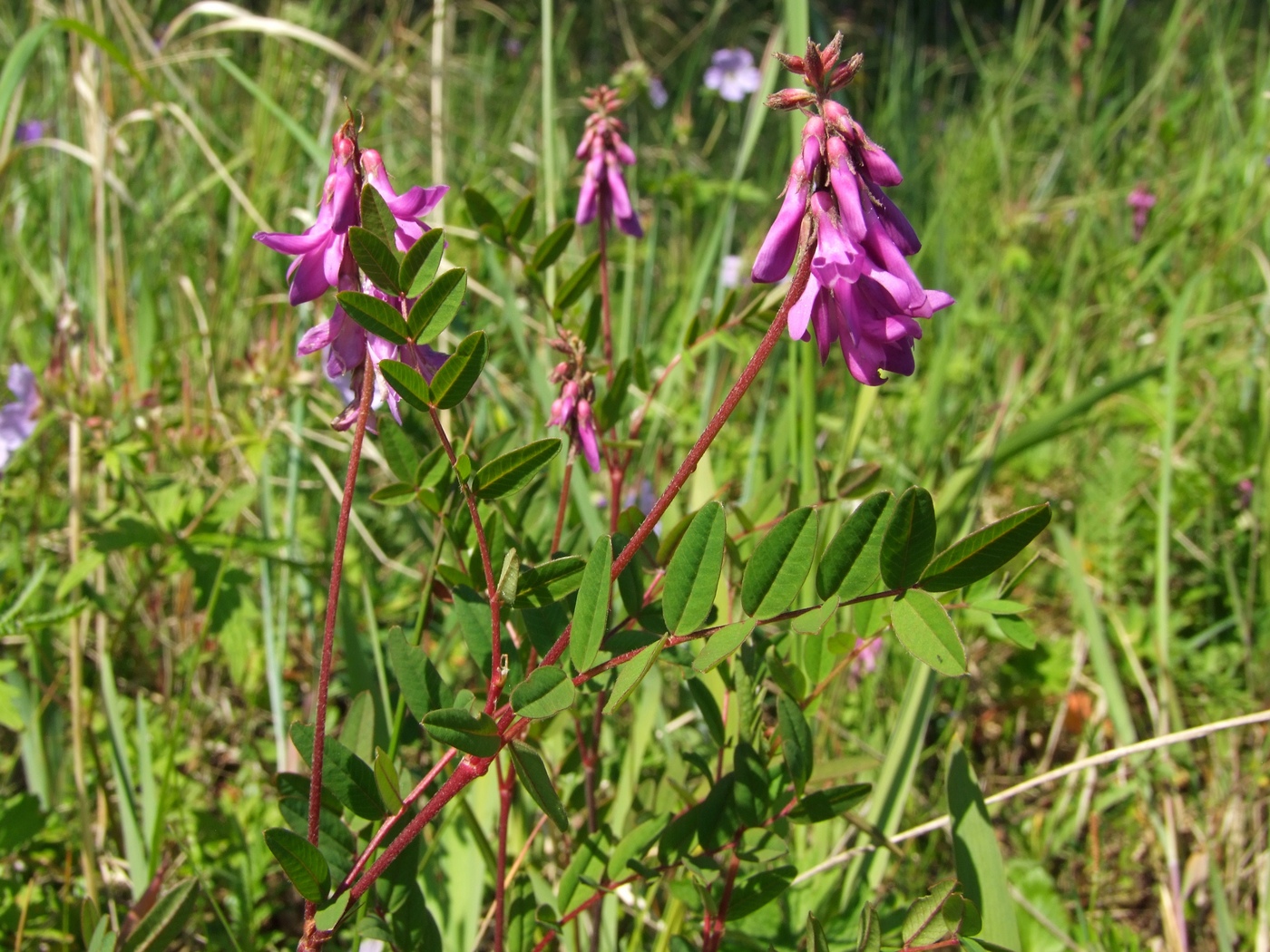 Изображение особи Hedysarum hedysaroides.