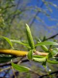 genus Salix