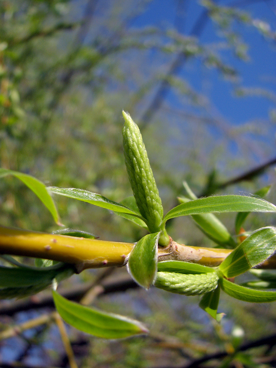 Image of genus Salix specimen.