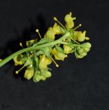 Image of taxon representative. Author is Сергей Наумов
