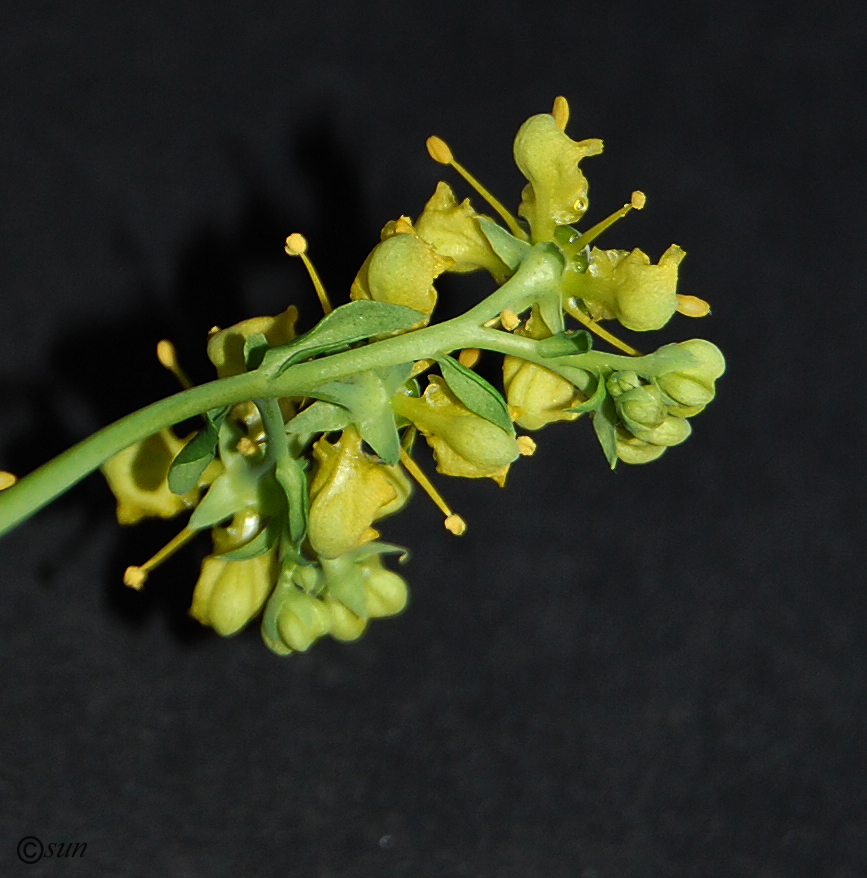 Image of Ruta graveolens specimen.