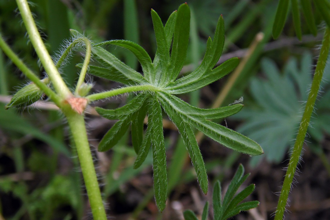 Изображение особи Geranium sanguineum.