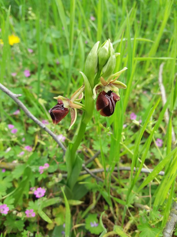 Изображение особи Ophrys mammosa.