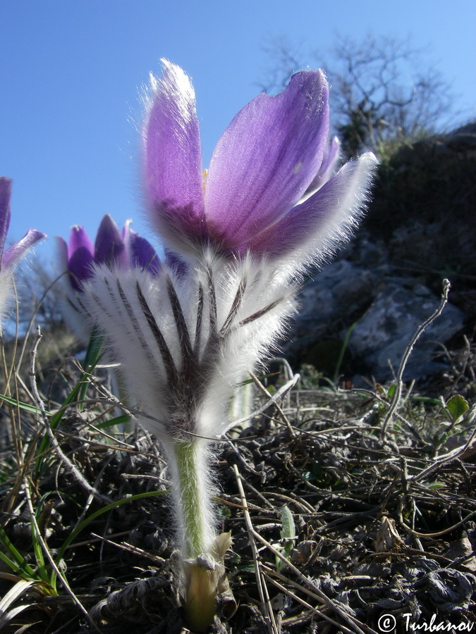 Image of Pulsatilla taurica specimen.