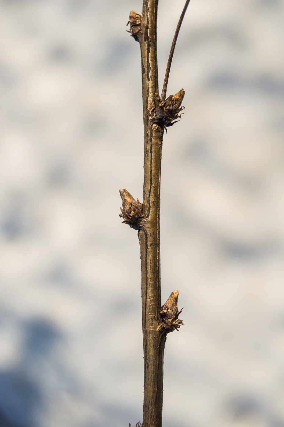 Image of Caragana arborescens specimen.