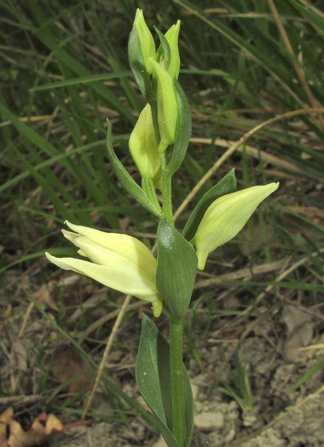 Изображение особи Cephalanthera epipactoides.