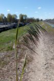 Anisantha tectorum