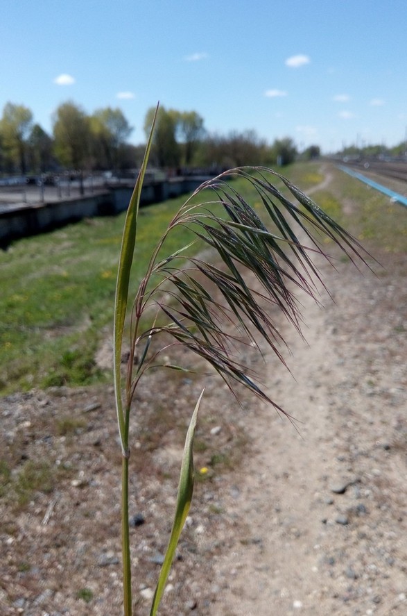 Изображение особи Anisantha tectorum.