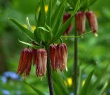 Fritillaria imperialis