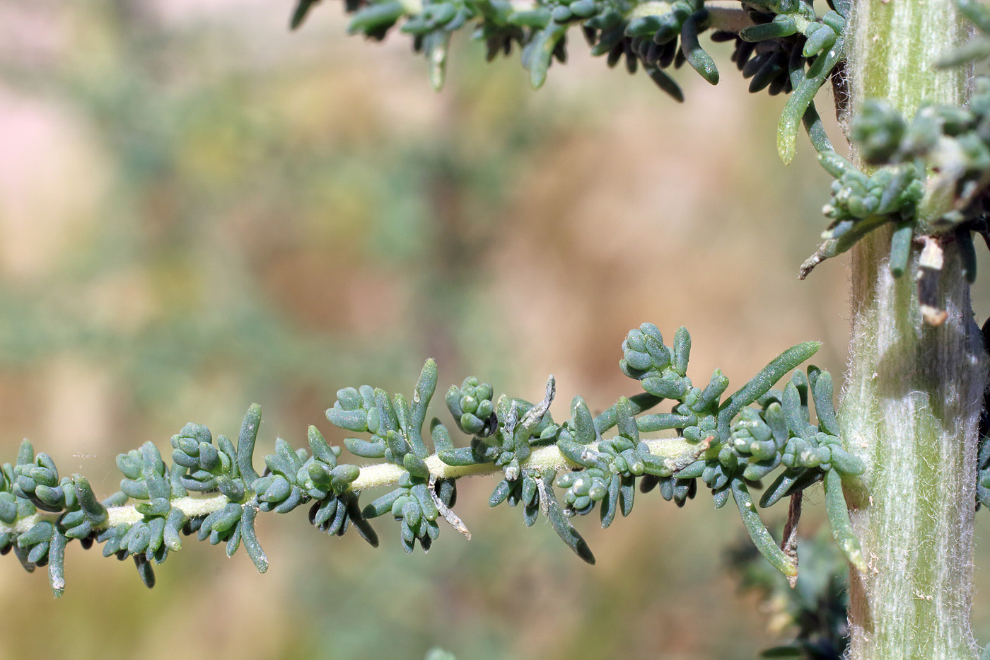 Изображение особи Salsola dendroides.