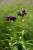 Fritillaria camschatcensis. Верхушки цветущих растений. Приморский край, о. Русский, на лугу. 12.06.2017.