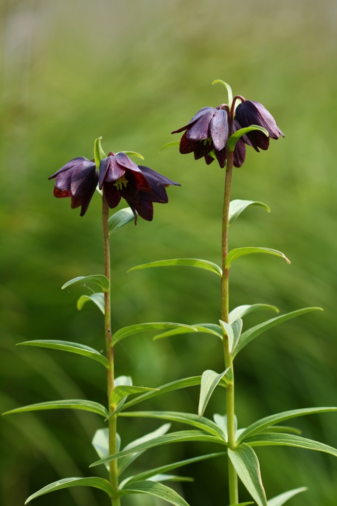 Изображение особи Fritillaria camschatcensis.