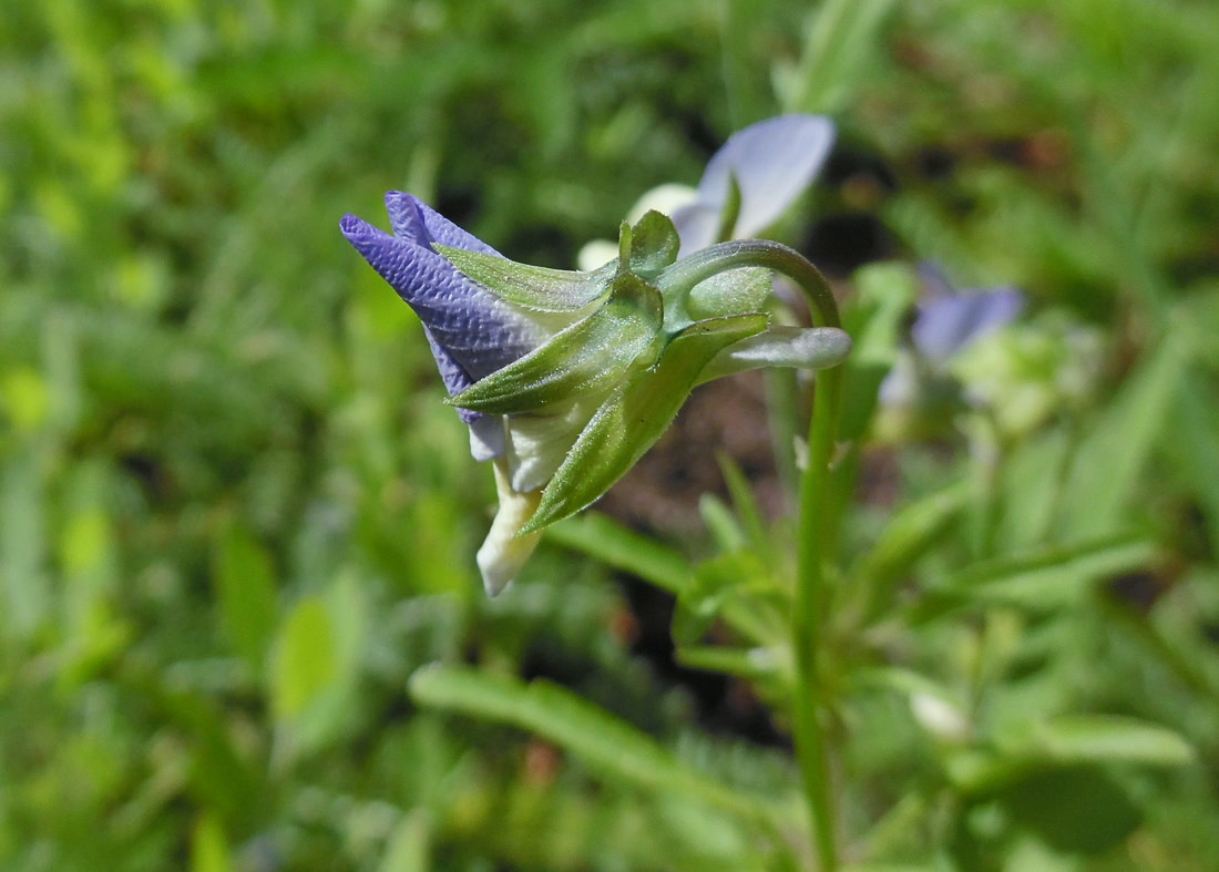 Image of Viola tricolor specimen.