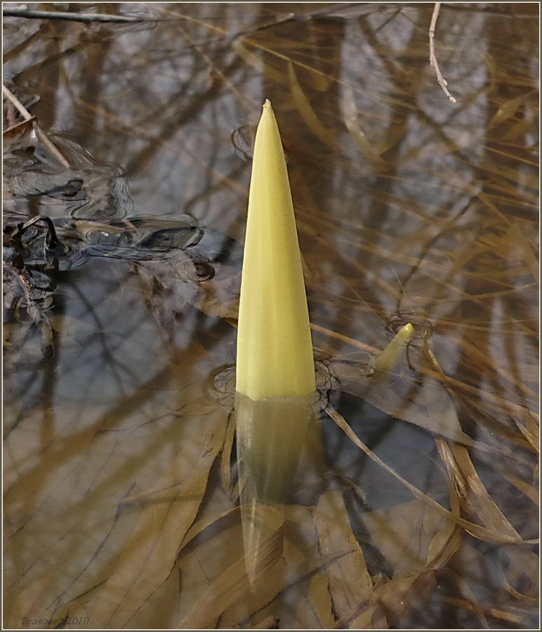 Image of Petasites spurius specimen.