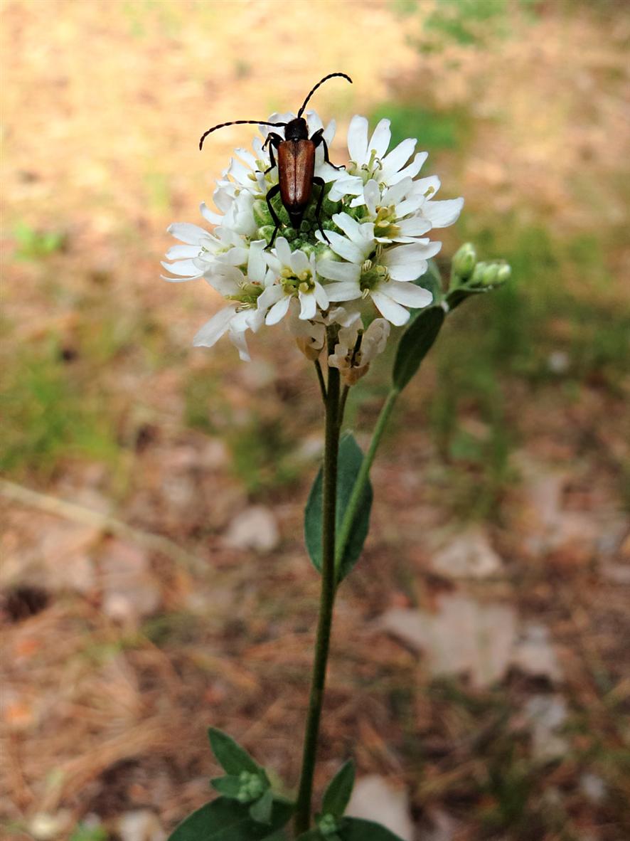 Image of Berteroa incana specimen.