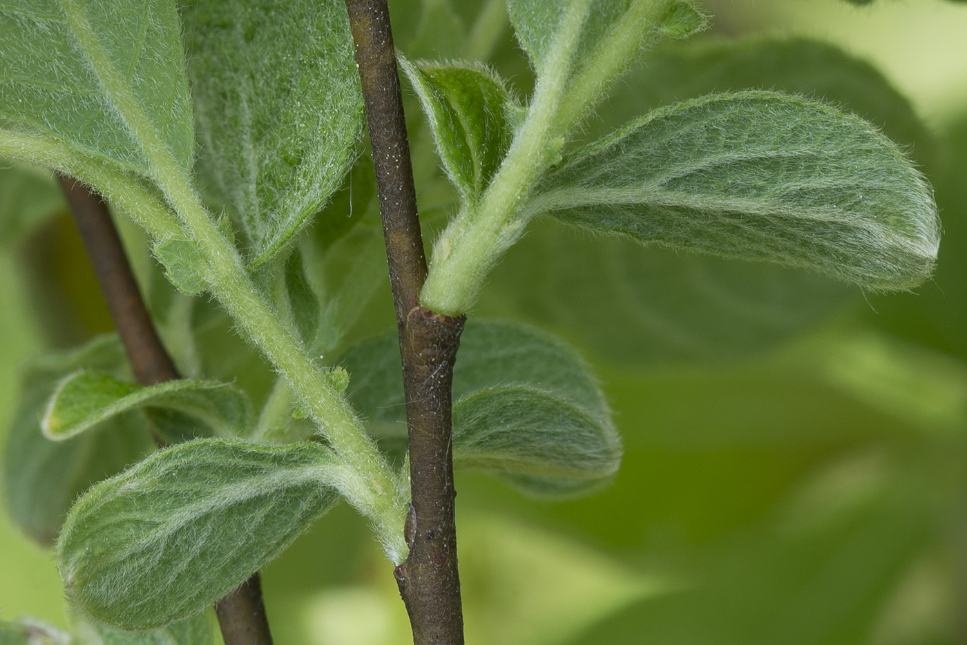 Изображение особи Salix aurita.