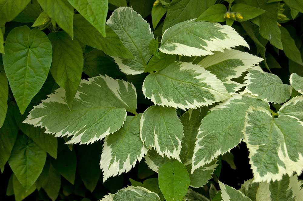 Image of Aegopodium podagraria specimen.