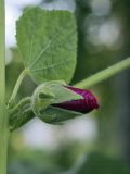 Alcea rosea