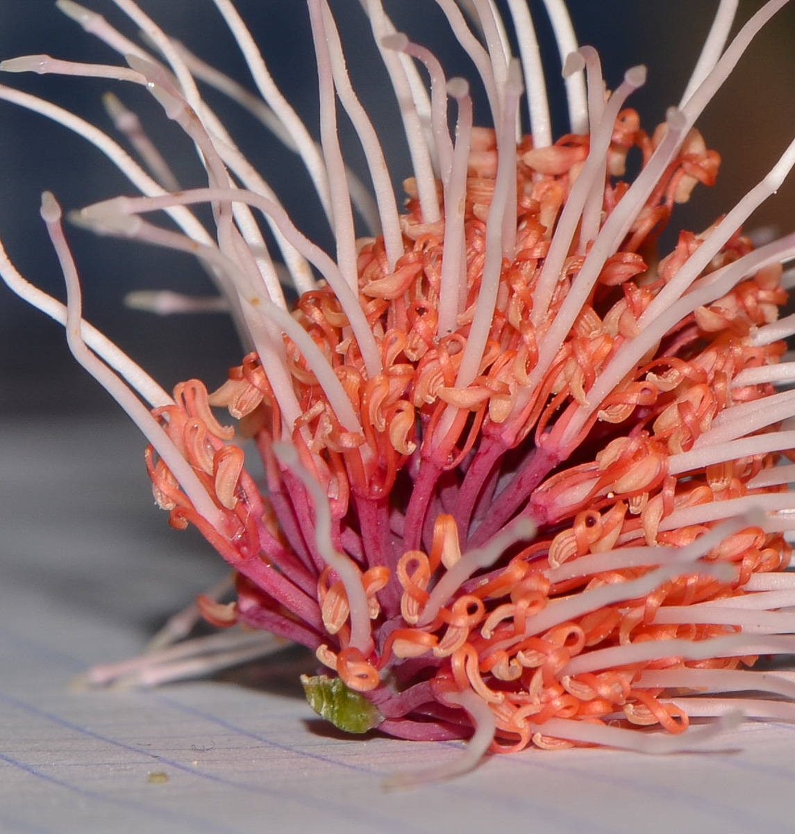 Image of Hakea multilineata specimen.