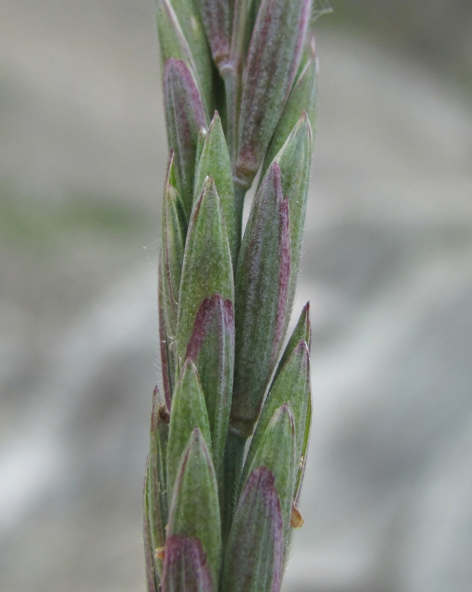 Изображение особи Elymus buschianus.