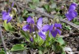 Viola hirta