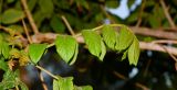 Spathodea campanulata. Верхушка побега с молодыми листьями. Израиль, впадина Мёртвого моря, киббуц Эйн-Геди. 25.04.2017.