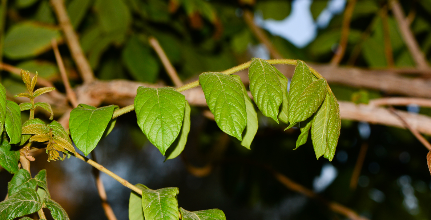 Изображение особи Spathodea campanulata.