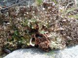 Cetraria islandica