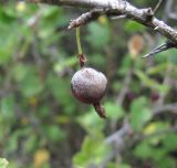 Grossularia reclinata. Зрелый плод, поражённый мучнисторосяным грибом Podosphaera mors-uvae. Кабардино-Балкария, Эльбрусский р-н, окр. пос. Эльбрус, ок. 1800 м н.у.м., каменистое место на склоне горы. 22.08.2017.