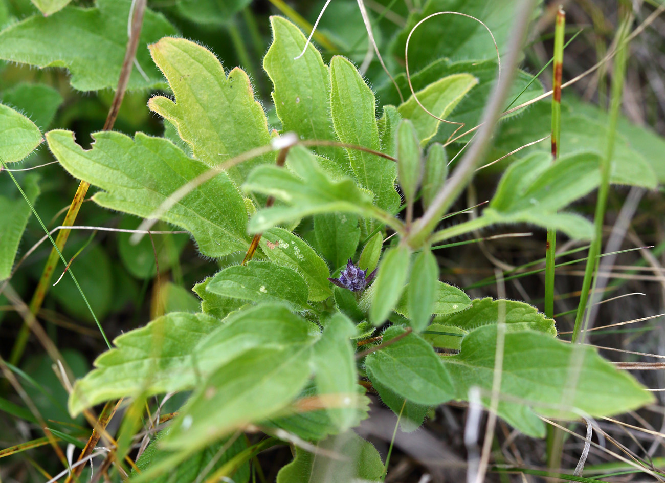 Image of Schizonepeta multifida specimen.