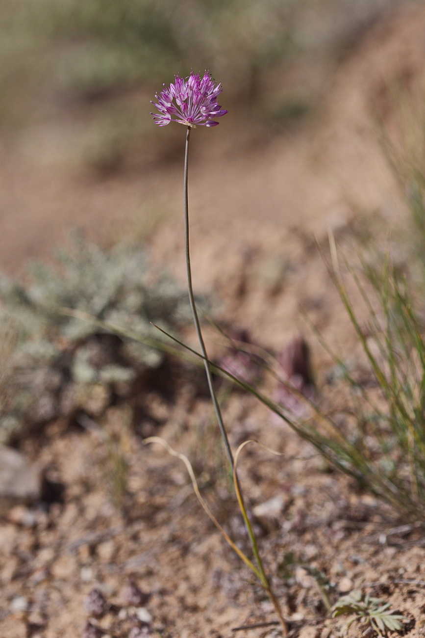 Image of Allium caricifolium specimen.