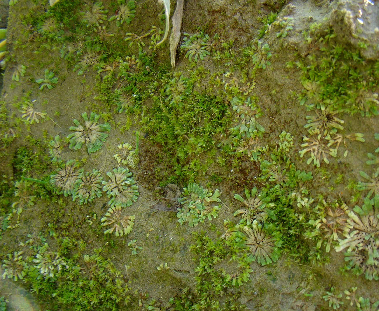 Image of Riccia frostii specimen.