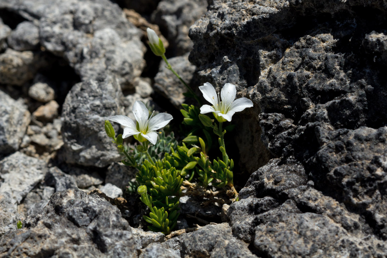 Image of Arenaria cretica specimen.