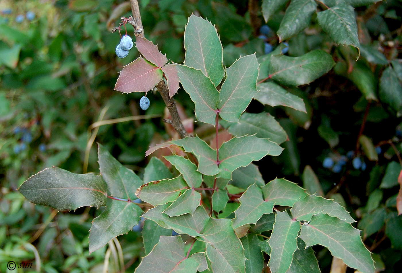 Изображение особи Mahonia aquifolium.