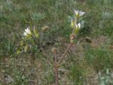 Cerastium crassiusculum. Соцветие. Крым, окр. Феодосии, хр. Биюк-Янышар, гора Джан-Куторан. 30 апреля 2010 г.