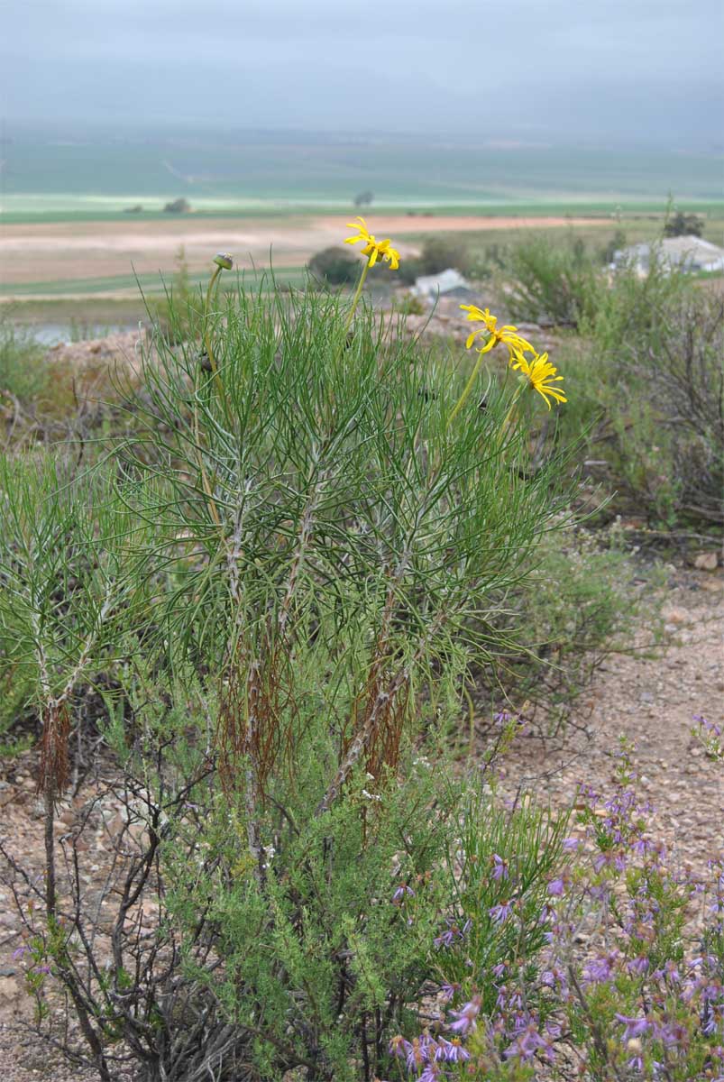 Image of Euryops speciosissimus specimen.
