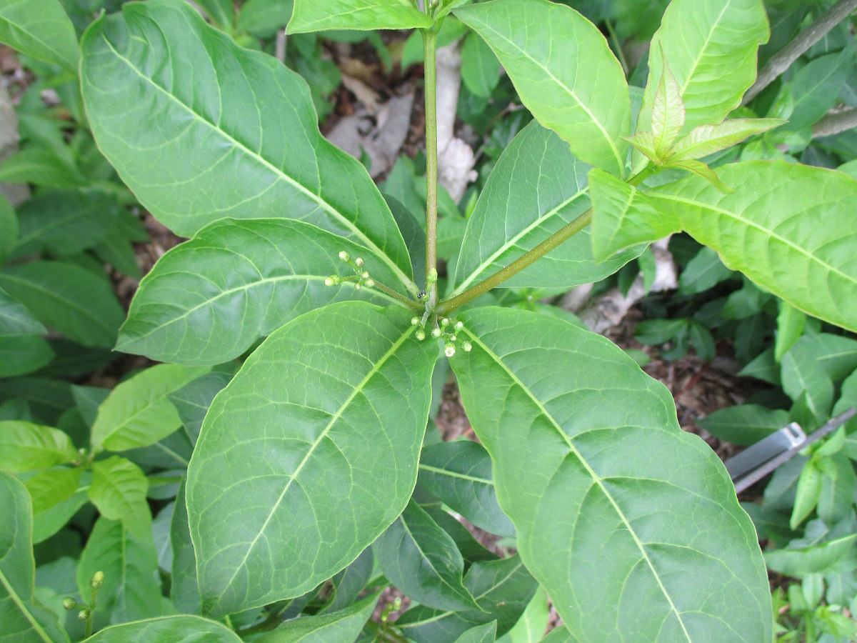 Image of Rauvolfia tetraphylla specimen.