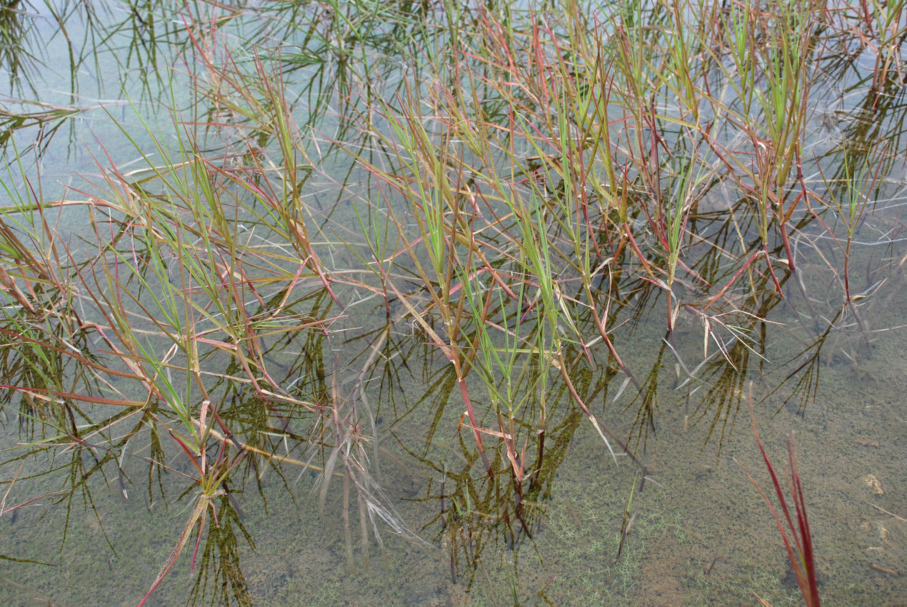 Image of Arctophila fulva specimen.
