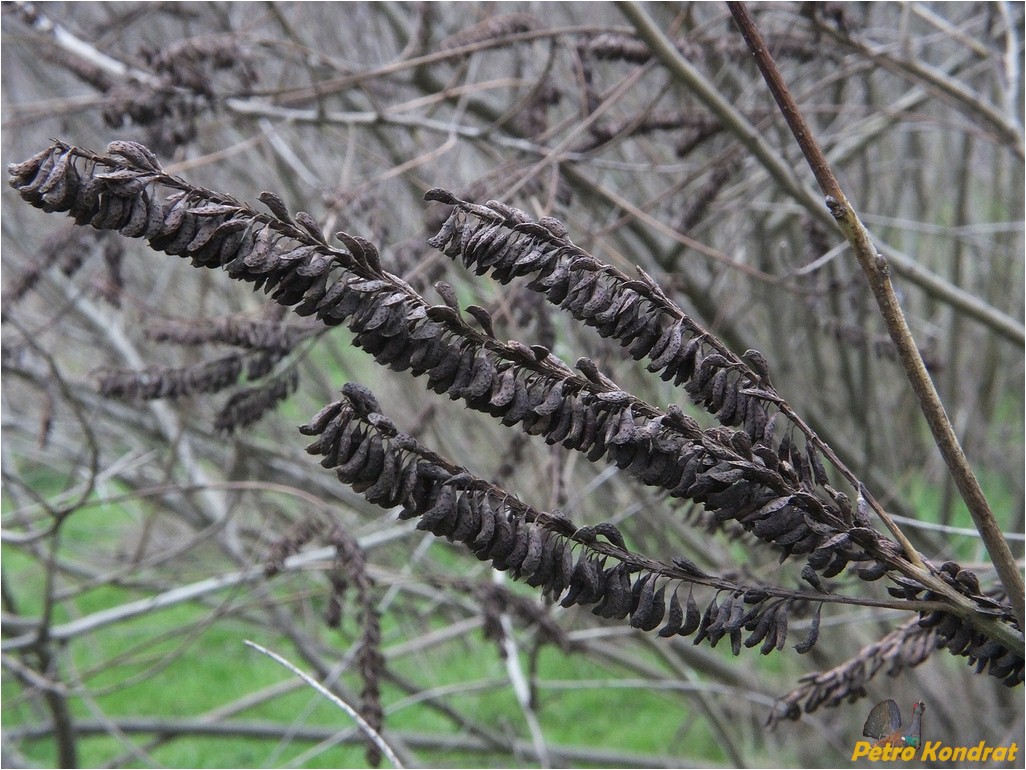 Изображение особи Amorpha fruticosa.