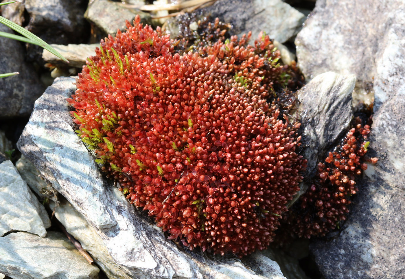 Image of Bryum cryophilum specimen.