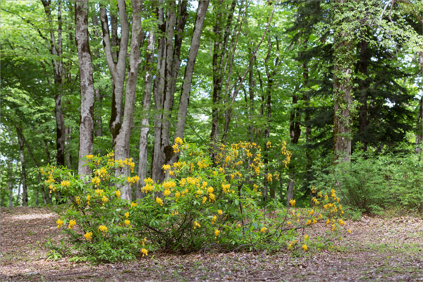 Изображение особи Rhododendron luteum.